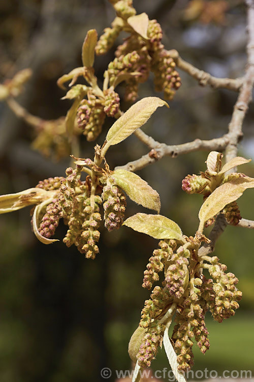 Young spring foliage and flower buds of the Himalayan White Oak (<i>Quercus leucotrichophora</i>), a 10-24m high evergreen tree native to the Himalayan region. Although classified as evergreen, this species often drops most of its old foliage as the new leaves develop. Order: Fagales, Family: Fagaceae