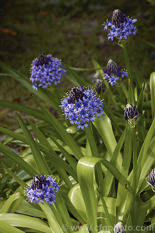 Scilla peruviana, a vigorous bulbous plant from south-west. Europe and West Africa. The strappy foliage is lax and tends to lay on the ground. Flower heads contain up to 100 blooms. scilla-2491htm'>Scilla.