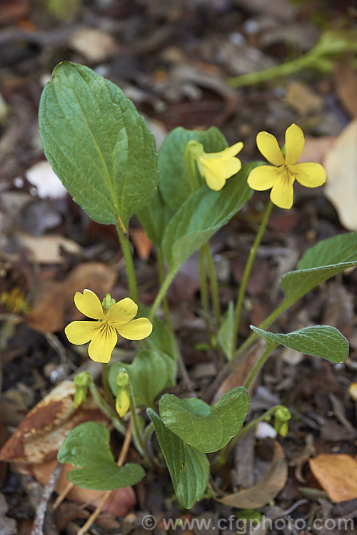 Baker's Violet (<i>Viola bakeri</i>), a spring-flowering woodland perennial found in western North America from Washington to the mountains of California and Nevada. This violet has rather elongated, finely downy leaves and a taproot that helps it find moisture in times of drought. viola-2165htm'>Viola. <a href='violaceae-plant-family-photoshtml'>Violaceae</a>.