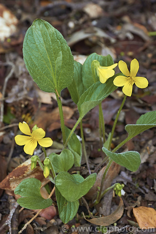Baker's Violet (<i>Viola bakeri</i>), a spring-flowering woodland perennial found in western North America from Washington to the mountains of California and Nevada. This violet has rather elongated, finely downy leaves and a taproot that helps it find moisture in times of drought. viola-2165htm'>Viola. <a href='violaceae-plant-family-photoshtml'>Violaceae</a>.