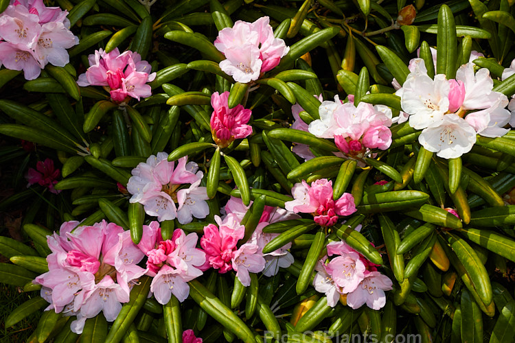 <i>Rhododendron degronianum</i> subsp. <i>yakushimanum</i> (syn. <i>Rhododendron yakushimanum</i>), a parent of many garden hybrids, this compact, relatively late blooming, heavy flowering shrub is a native of Yakushima Island off southern Japan. Order: Ericales, Family: Ericaceae