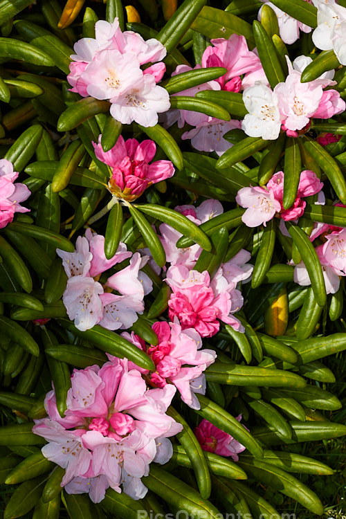 <i>Rhododendron degronianum</i> subsp. <i>yakushimanum</i> (syn. <i>Rhododendron yakushimanum</i>), a parent of many garden hybrids, this compact, relatively late blooming, heavy flowering shrub is a native of Yakushima Island off southern Japan. Order: Ericales, Family: Ericaceae