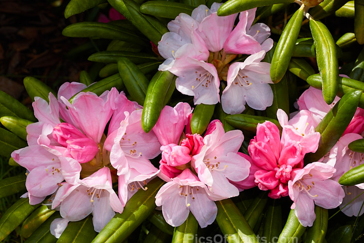 <i>Rhododendron degronianum</i> subsp. <i>yakushimanum</i> (syn. <i>Rhododendron yakushimanum</i>), a parent of many garden hybrids, this compact, relatively late blooming, heavy flowering shrub is a native of Yakushima Island off southern Japan. Order: Ericales, Family: Ericaceae
