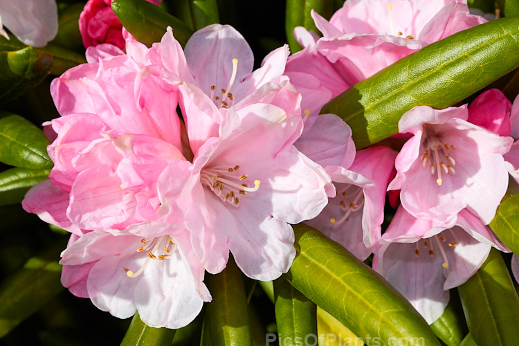 <i>Rhododendron degronianum</i> subsp. <i>yakushimanum</i> (syn. <i>Rhododendron yakushimanum</i>), a parent of many garden hybrids, this compact, relatively late blooming, heavy flowering shrub is a native of Yakushima Island off southern Japan. Order: Ericales, Family: Ericaceae