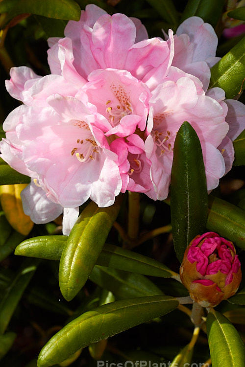 <i>Rhododendron degronianum</i> subsp. <i>yakushimanum</i> (syn. <i>Rhododendron yakushimanum</i>), a parent of many garden hybrids, this compact, relatively late blooming, heavy flowering shrub is a native of Yakushima Island off southern Japan. Order: Ericales, Family: Ericaceae
