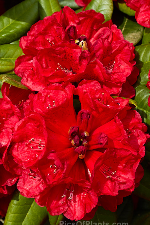 <i>Rhododendron</i> 'Rubicon' ('Noyo Chief' x 'Kilimanjaro'), an intensely coloured hybrid with lush foliage. It has a relatively low, spreading habit, around 1.2m tall x 2m wide, and was raised by R.C. Gordon in New Zealand and registered in 1979. Order: Ericales, Family: Ericaceae