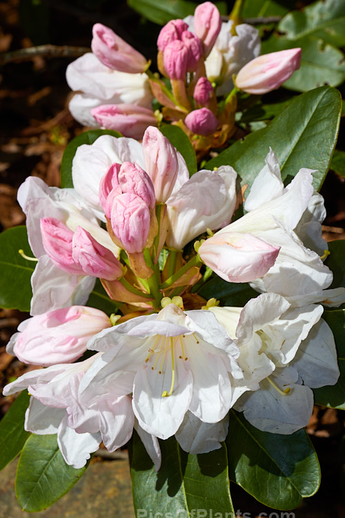 <i>Rhododendron</i> 'Mrs A.T. de la Mare' ('Sir Charles Butler' x 'White Pearl'), a 3-5m tall shrub raised by the Dutch breeder van Nes. Its large trusses of white to pale pink flowers open from pink buds. Order: Ericales, Family: Ericaceae