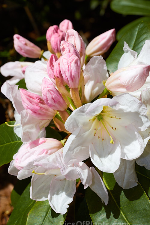 <i>Rhododendron</i> 'Mrs A.T. de la Mare' ('Sir Charles Butler' x 'White Pearl'), a 3-5m tall shrub raised by the Dutch breeder van Nes. Its large trusses of white to pale pink flowers open from pink buds. Order: Ericales, Family: Ericaceae