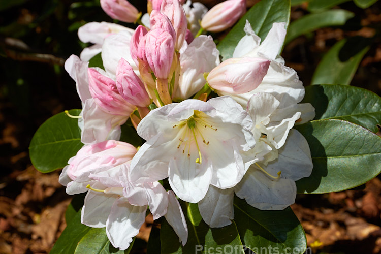 <i>Rhododendron</i> 'Mrs A.T. de la Mare' ('Sir Charles Butler' x 'White Pearl'), a 3-5m tall shrub raised by the Dutch breeder van Nes. Its large trusses of white to pale pink flowers open from pink buds. Order: Ericales, Family: Ericaceae