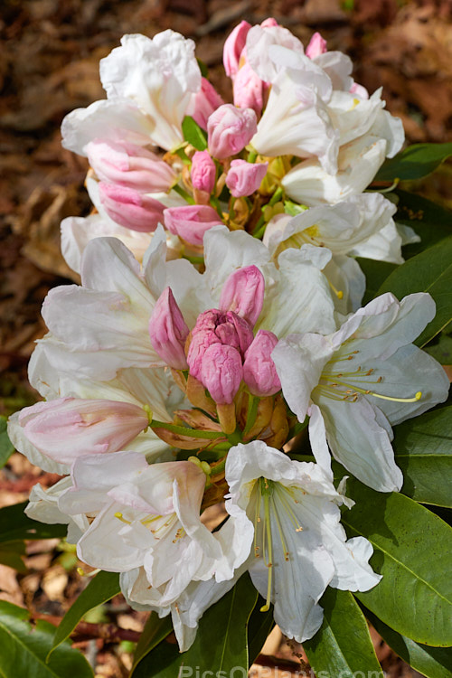 <i>Rhododendron</i> 'Mrs A.T. de la Mare' ('Sir Charles Butler' x 'White Pearl'), a 3-5m tall shrub raised by the Dutch breeder van Nes. Its large trusses of white to pale pink flowers open from pink buds. Order: Ericales, Family: Ericaceae