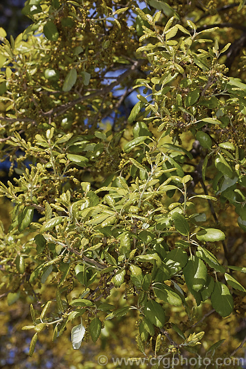 The young spring foliage and flower buds of the Cork. Oak (<i>Quercus suber</i>), a 20-25m tall evergreen oak native to southern Europe and North Africa. Its bark is the source of natural cork. Order: Fagales, Family: Fagaceae