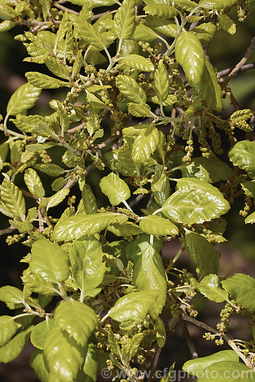 The young spring foliage and flower buds of the Cork. Oak (<i>Quercus suber</i>), a 20-25m tall evergreen oak native to southern Europe and North Africa. Its bark is the source of natural cork. Order: Fagales, Family: Fagaceae