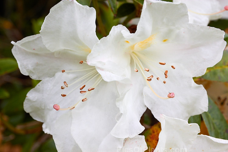 <i>Rhododendron dendricola</i>, a maddenii series rhododendron native to the highlands of Burma (<i>Myanmar</i>). Its white flowers open from pink tinted buds and are very faintly scented. This evergreen shrub can grow o over 2m tall Order: Ericales, Family: Ericaceae