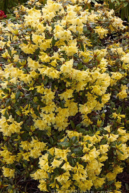<i>Rhododendron</i> 'Saffron Queen' (<i>Rhododendron xanthostephanum</i> x <i>Rhododendron burmanicum</i>), an upright, bronze-leaved hybrid introduced by Charles Williams of England in the mid-1940s. It is an evergreen shrub up to 2m tall and is typical of the early, rather tender yellow-flowered hybrids based on Rhododendron burmanicum. Order: Ericales, Family: Ericaceae