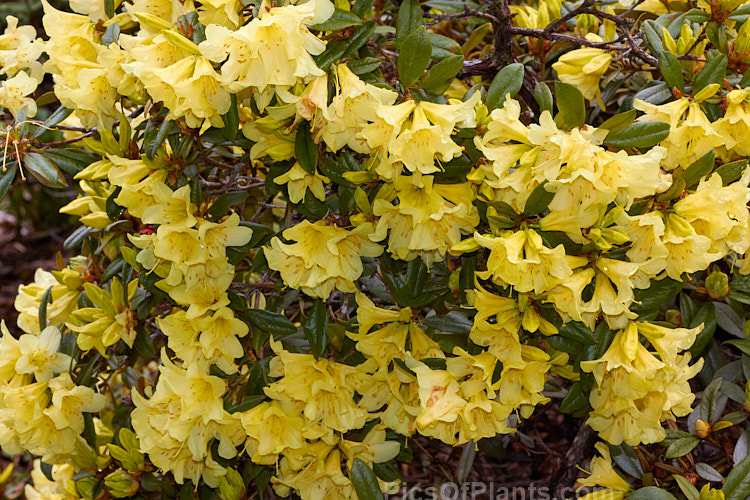 <i>Rhododendron</i> 'Saffron Queen' (<i>Rhododendron xanthostephanum</i> x <i>Rhododendron burmanicum</i>), an upright, bronze-leaved hybrid introduced by Charles Williams of England in the mid-1940s. It is an evergreen shrub up to 2m tall and is typical of the early, rather tender yellow-flowered hybrids based on Rhododendron burmanicum. Order: Ericales, Family: Ericaceae
