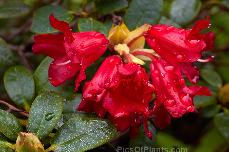 Rhododendron 'Elisabeth Hobbie' ('Essex Scarlet' x <i>Rhododendron forrestii</i> subsp. <i>forrestii</i>), a small, mounding shrub raised by Dietrich Hobbie of Germany in 1945. It grows to around 1m high x 1.5m wide and blooms in mid-spring. Order: Ericales, Family: Ericaceae