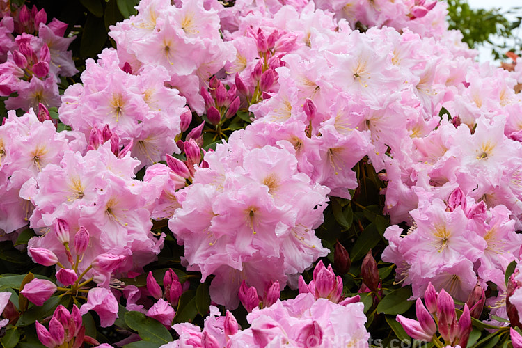<i>Rhododendron</i> 'Van Nes Sensation' ('Sir Charles Butler' x 'Halopeanum'), a Dutch hybrid in the Loderi style dating from around the 1950s. It is a large, sturdy plant that flowers abundantly and in a good year it can be spectacular. Order: Ericales, Family: Ericaceae