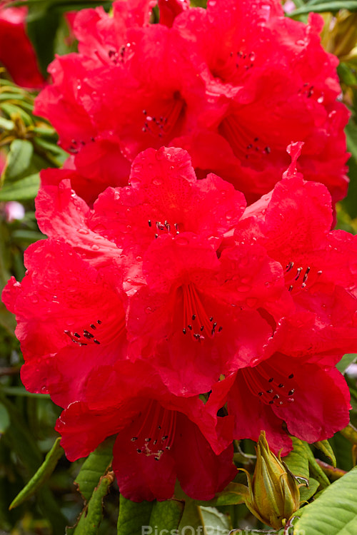 <i>Rhododendron</i> 'Drum Major' (<i>Rhododendron arboreum</i> x <i>Rhododendron griersonianum</i>), a medium-sized evergreen shrub raised buy Rothschild of England and introduced in 1936. The flower truss is well-shaped and nicely coloured, but the bush has the rather light green foliage and spreading habit typical of many of the early R. griersonianum hybrids. Order: Ericales, Family: Ericaceae
