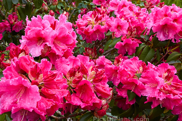 <i>Rhododendron</i> 'Hallelujah' ('Kimberley' x 'The Honourable Jean Marie de Montague'), a spectacularly lush and heavy-flowering hybrid raised by Greer of the United States and introduced in 1976. The flowers have a waxy texture and the leaves are thick and tough. Order: Ericales, Family: Ericaceae