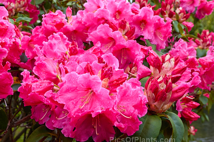 <i>Rhododendron</i> 'Hallelujah' ('Kimberley' x 'The Honourable Jean Marie de Montague'), a spectacularly lush and heavy-flowering hybrid raised by Greer of the United States and introduced in 1976. The flowers have a waxy texture and the leaves are thick and tough. Order: Ericales, Family: Ericaceae