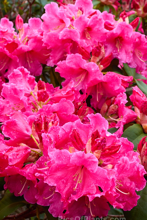<i>Rhododendron</i> 'Hallelujah' ('Kimberley' x 'The Honourable Jean Marie de Montague'), a spectacularly lush and heavy-flowering hybrid raised by Greer of the United States and introduced in 1976. The flowers have a waxy texture and the leaves are thick and tough. Order: Ericales, Family: Ericaceae