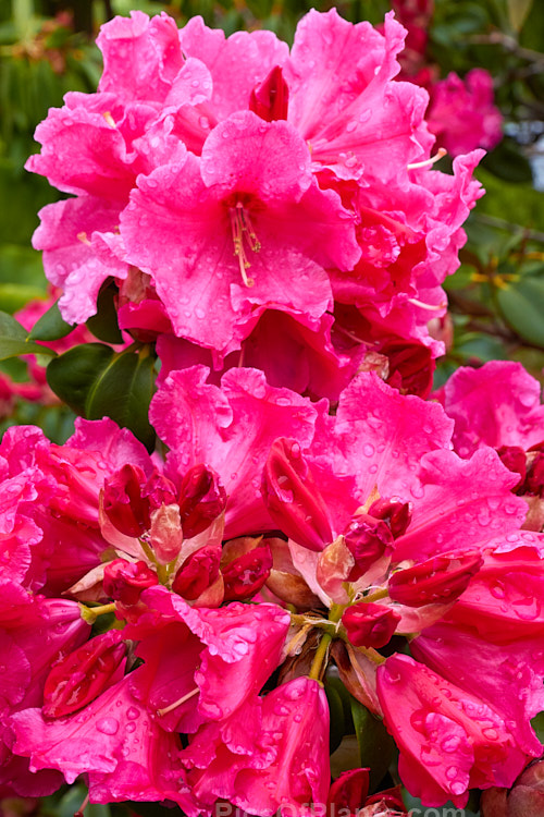 <i>Rhododendron</i> 'Hallelujah' ('Kimberley' x 'The Honourable Jean Marie de Montague'), a spectacularly lush and heavy-flowering hybrid raised by Greer of the United States and introduced in 1976. The flowers have a waxy texture and the leaves are thick and tough. Order: Ericales, Family: Ericaceae