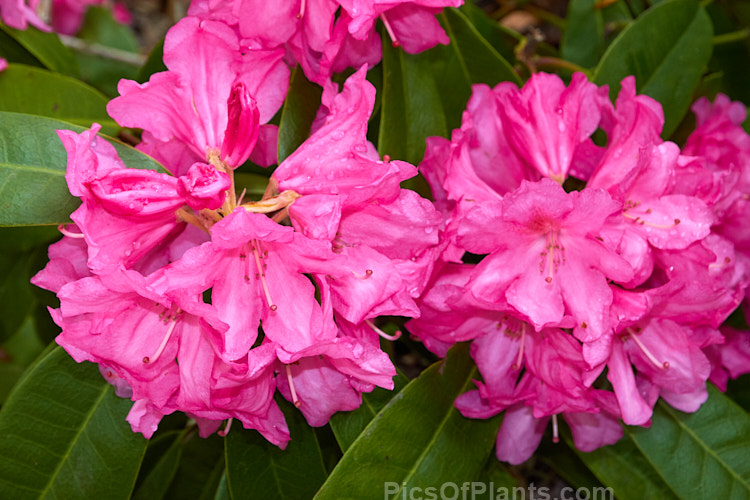 <i>Rhododendron</i> 'Corry Koster', a hybrid of uncertain parentage raised by the Dutch breeders M. Koster & Sons. It dates from around 1909 and eventually develops into a large shrub. Order: Ericales, Family: Ericaceae