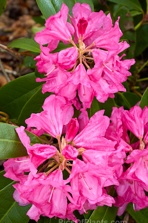 <i>Rhododendron</i> 'Corry Koster', a hybrid of uncertain parentage raised by the Dutch breeders M. Koster & Sons. It dates from around 1909 and eventually develops into a large shrub. Order: Ericales, Family: Ericaceae