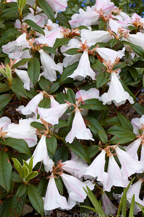 Rhododendron 'Princess Alice' (<i>Rhododendron ciliatum x Rhododendron edgeworthii</i>), a reasonably compact, fragrant-flowered hybrid raised by Veitch's Nursery of England around 1860. It grows to around 1.2m tall x 1.5m wide. Although an old hybrid it remains popular as it is one of the few of its type that does not sprawl and become 'leggy'. Order: Ericales, Family: Ericaceae