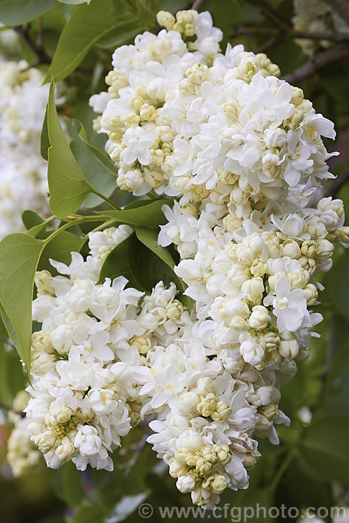 Syringa vulgaris 'Madame Lemoine', a white double-flowered lilac cultivar raised by Lemoine of France and introduced in 1890. It can eventually grow to over 4m tall and has an erect, rather narrow growth habit, at least when young. Order: Lamiales, Family: Oleaceae