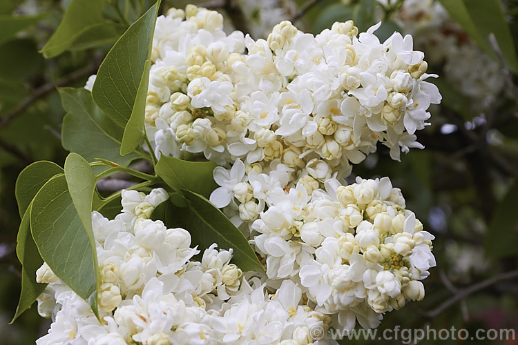Syringa vulgaris 'Madame Lemoine', a white double-flowered lilac cultivar raised by Lemoine of France and introduced in 1890. It can eventually grow to over 4m tall and has an erect, rather narrow growth habit, at least when young. Order: Lamiales, Family: Oleaceae
