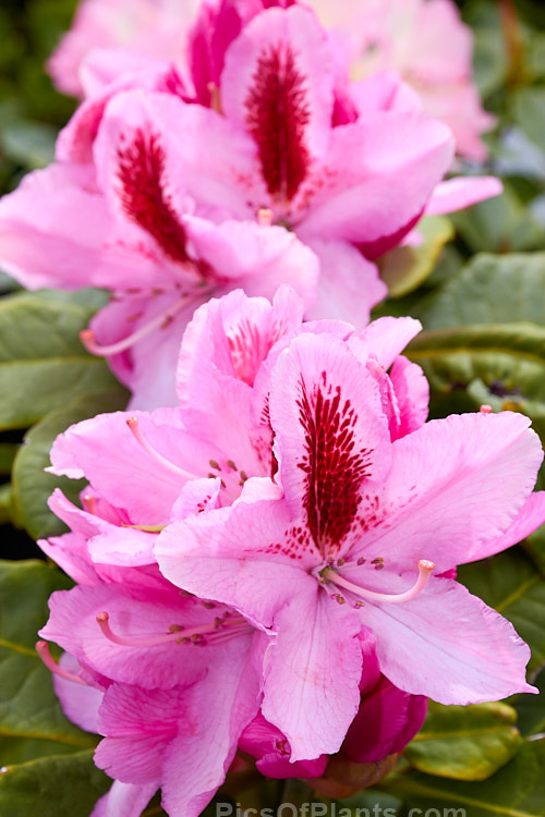 <i>Rhododendron</i> 'Furnival's Daughter' ('Mrs Furnival' selfed</i>), a large, shrubby rhododendron up to 3m tall, with conical flower trusses and pink blooms with a very conspicuous dark blotch. It was raised by Knap Hill Nurseries of England and introduced in 1957. The registered name is 'Furnivall's Daughter' with two ls, but that is hardly ever seen. Order: Ericales, Family: Ericaceae
