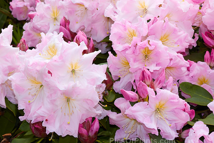 <i>Rhododendron</i> 'Van Nes Sensation' ('Sir Charles Butler' x 'Halopeanum'), a Dutch hybrid in the Loderi style dating from around the 1950s. It is a large, sturdy plant that flowers abundantly and in a good year it can be spectacular. Order: Ericales, Family: Ericaceae