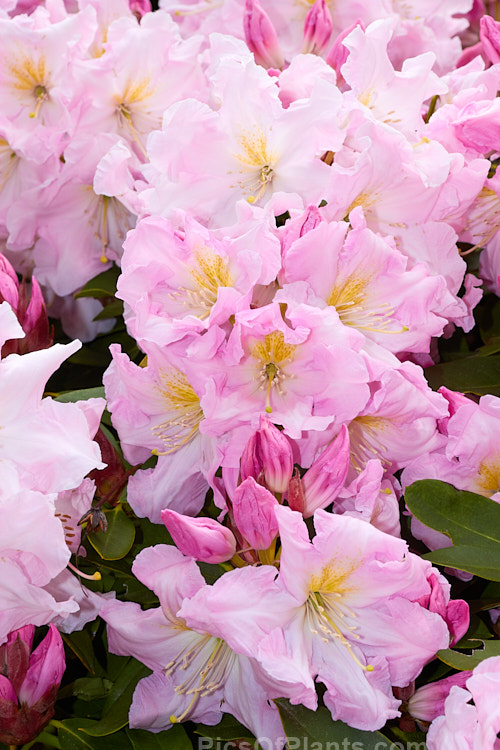 <i>Rhododendron</i> 'Van Nes Sensation' ('Sir Charles Butler' x 'Halopeanum'), a Dutch hybrid in the Loderi style dating from around the 1950s. It is a large, sturdy plant that flowers abundantly and in a good year it can be spectacular. Order: Ericales, Family: Ericaceae