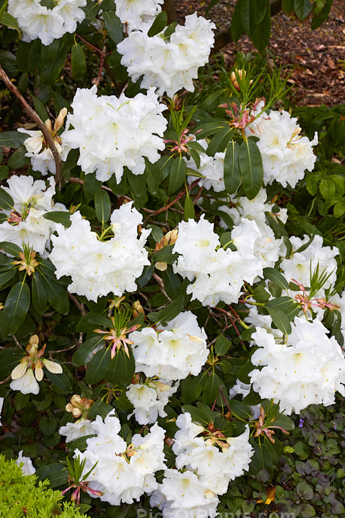 <i>Rhododendron</i> 'White Doves' (<i>Rhododendron scopulorum</i> x <i>Rhododendron formosum</i>), a medium-sized, mid-spring-flowering hybrid raised by Felix Jury of New Zealand and registered in 1982. Order: Ericales, Family: Ericaceae