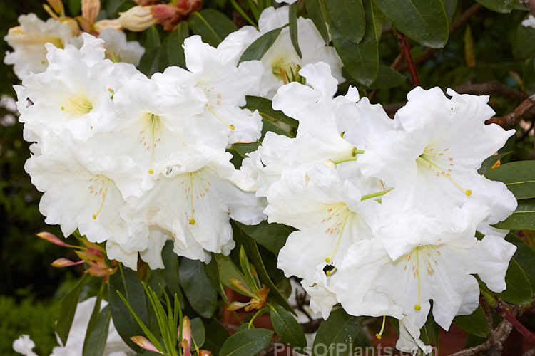 <i>Rhododendron</i> 'White Doves' (<i>Rhododendron scopulorum</i> x <i>Rhododendron formosum</i>), a medium-sized, mid-spring-flowering hybrid raised by Felix Jury of New Zealand and registered in 1982. Order: Ericales, Family: Ericaceae