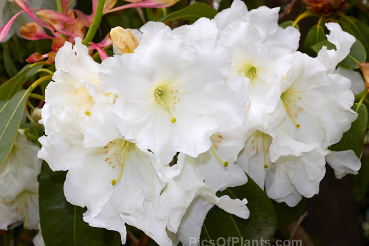 <i>Rhododendron</i> 'White Doves' (<i>Rhododendron scopulorum</i> x <i>Rhododendron formosum</i>), a medium-sized, mid-spring-flowering hybrid raised by Felix Jury of New Zealand and registered in 1982. Order: Ericales, Family: Ericaceae