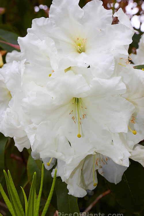 <i>Rhododendron</i> 'White Doves' (<i>Rhododendron scopulorum</i> x <i>Rhododendron formosum</i>), a medium-sized, mid-spring-flowering hybrid raised by Felix Jury of New Zealand and registered in 1982. Order: Ericales, Family: Ericaceae