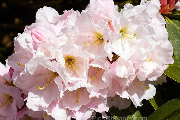 <i>Rhododendron</i> 'Lalique', a 1.5-1.8m tall hybrid of probable Loderi or <i>Rhododendron griffithianum</i> parentage. It was raised by A.G. Holmes of Rakaia, New Zealand in 1979 and grows to around 3m high x 4m wide. Order: Ericales, Family: Ericaceae