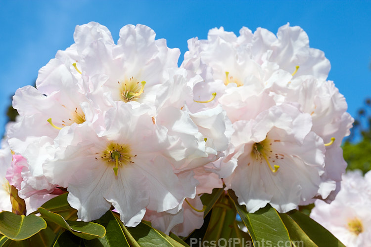 <i>Rhododendron</i> 'Lalique', a 1.5-1.8m tall hybrid of probable Loderi or <i>Rhododendron griffithianum</i> parentage. It was raised by A.G. Holmes of Rakaia, New Zealand in 1979 and grows to around 3m high x 4m wide. Order: Ericales, Family: Ericaceae