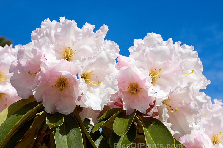 <i>Rhododendron</i> 'Lalique', a 1.5-1.8m tall hybrid of probable Loderi or <i>Rhododendron griffithianum</i> parentage. It was raised by A.G. Holmes of Rakaia, New Zealand in 1979 and grows to around 3m high x 4m wide. Order: Ericales, Family: Ericaceae