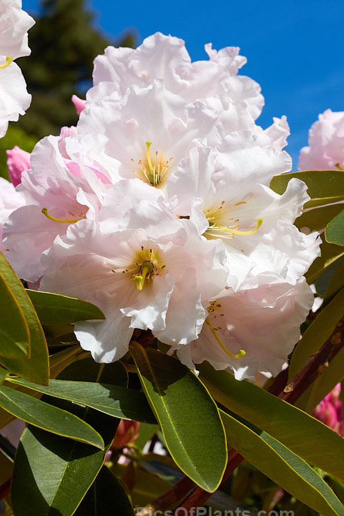 <i>Rhododendron</i> 'Lalique', a 1.5-1.8m tall hybrid of probable Loderi or <i>Rhododendron griffithianum</i> parentage. It was raised by A.G. Holmes of Rakaia, New Zealand in 1979 and grows to around 3m high x 4m wide. Order: Ericales, Family: Ericaceae