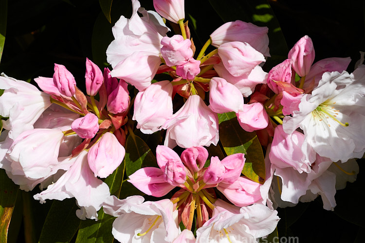<i>Rhododendron</i> 'Lalique', a 1.5-1.8m tall hybrid of probable Loderi or <i>Rhododendron griffithianum</i> parentage. It was raised by A.G. Holmes of Rakaia, New Zealand in 1979 and grows to around 3m high x 4m wide. Order: Ericales, Family: Ericaceae