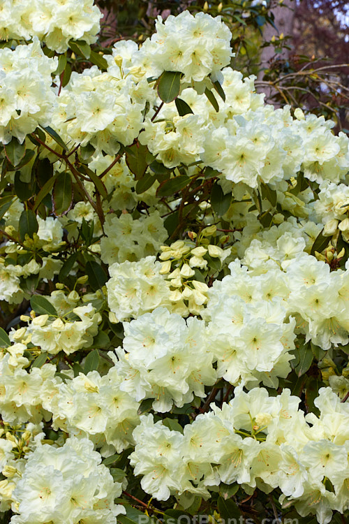 <i>Rhododendron</i> 'Lemon Lodge', ('Prelude' selfed</i>), a bushy, very pale yellow-flowered, New Zealand-raised hybrid introduced in 1972. It will eventually develop into a small tree, around 4m tall x 3m wide. Order: Ericales, Family: Ericaceae