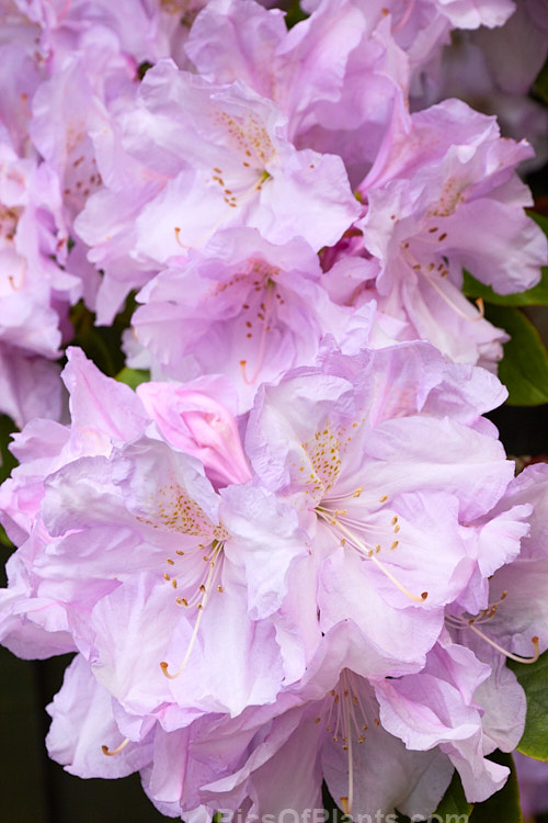 <i>Rhododendron</i> 'Blue River' ('Van Nes Sensation' x 'Emperor de Maroc'), a medium to large bush that flowers mid-season, producing massed trusses of up to 17 blooms. It was raised by Ruth Lyons of the United States and introduced in 1962. Order: Ericales, Family: Ericaceae
