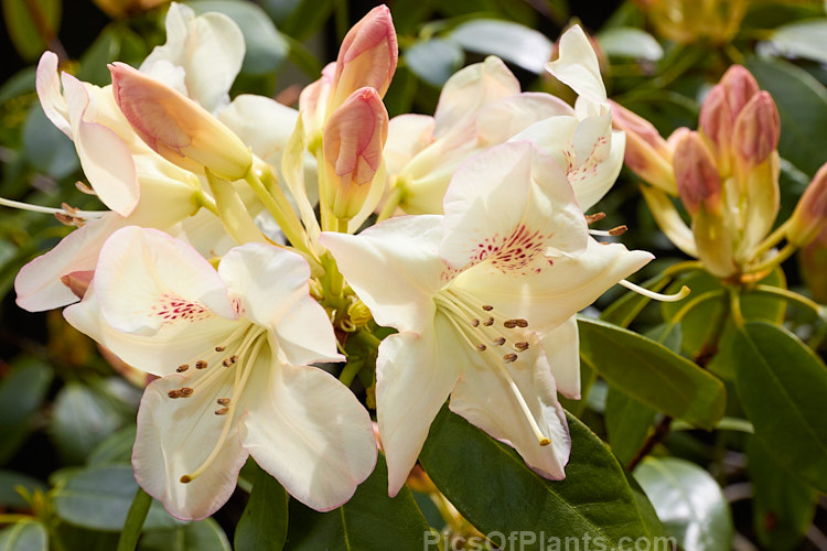 <i>Rhododendron</i> 'Butterfly' (<i>Rhododendron campylocarpum</i> x 'Mrs Milner'), a rather open bush up to around 2m tall, with open trusses of red-spotted, pale yellow flowers. It was raised by Slocock of Great Britain and introduced in 1940. Because of its somewhat leggy habit and pale flowers it has been largely superseded by more recent yellow-flowered cultivars, though its heat-resistance is a bonus. Order: Ericales, Family: Ericaceae