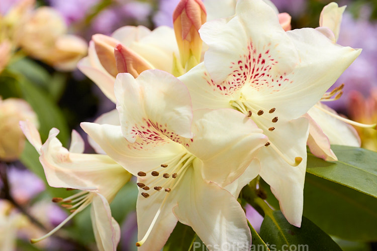 <i>Rhododendron</i> 'Butterfly' (<i>Rhododendron campylocarpum</i> x 'Mrs Milner'), a rather open bush up to around 2m tall, with open trusses of red-spotted, pale yellow flowers. It was raised by Slocock of Great Britain and introduced in 1940. Because of its somewhat leggy habit and pale flowers it has been largely superseded by more recent yellow-flowered cultivars, though its heat-resistance is a bonus. Order: Ericales, Family: Ericaceae