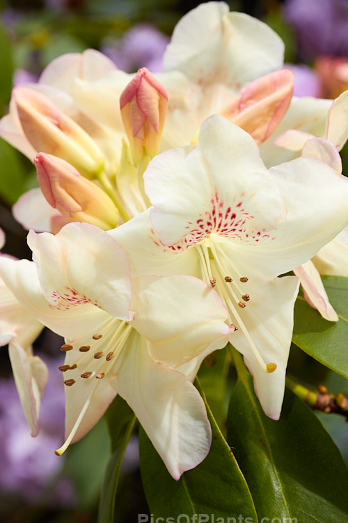 <i>Rhododendron</i> 'Butterfly' (<i>Rhododendron campylocarpum</i> x 'Mrs Milner'), a rather open bush up to around 2m tall, with open trusses of red-spotted, pale yellow flowers. It was raised by Slocock of Great Britain and introduced in 1940. Because of its somewhat leggy habit and pale flowers it has been largely superseded by more recent yellow-flowered cultivars, though its heat-resistance is a bonus. Order: Ericales, Family: Ericaceae