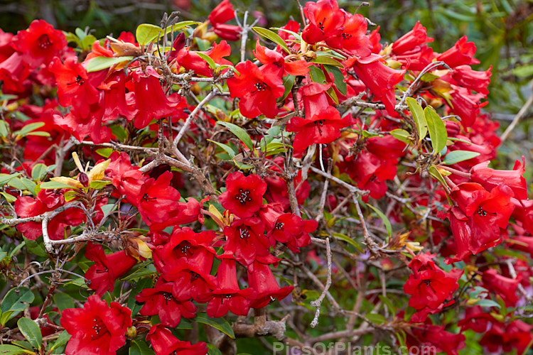 <i>Rhododendron</i> 'Little Ben' (<i>Rhododendron neriiflorum</i> x <i>Rhododendron forrestii</i> var. <i>repens</i>), this 60cm shrub is a cultivar as well as a grex and resulted from an original 1930s cross by Scrase-Dickins of England. Order: Ericales, Family: Ericaceae
