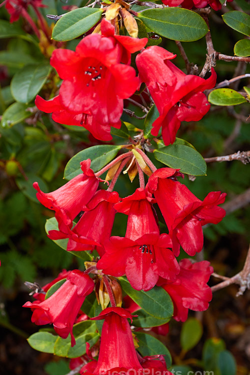 <i>Rhododendron</i> 'Little Ben' (<i>Rhododendron neriiflorum</i> x <i>Rhododendron forrestii</i> var. <i>repens</i>), this 60cm shrub is a cultivar as well as a grex and resulted from an original 1930s cross by Scrase-Dickins of England. Order: Ericales, Family: Ericaceae